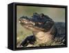 American Alligator Portrait, Florida, USA-Lynn M. Stone-Framed Stretched Canvas