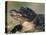 American Alligator Portrait, Florida, USA-Lynn M. Stone-Stretched Canvas