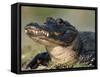 American Alligator Portrait, Florida, USA-Lynn M. Stone-Framed Stretched Canvas