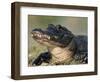 American Alligator Portrait, Florida, USA-Lynn M. Stone-Framed Premium Photographic Print