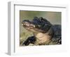 American Alligator Portrait, Florida, USA-Lynn M. Stone-Framed Premium Photographic Print