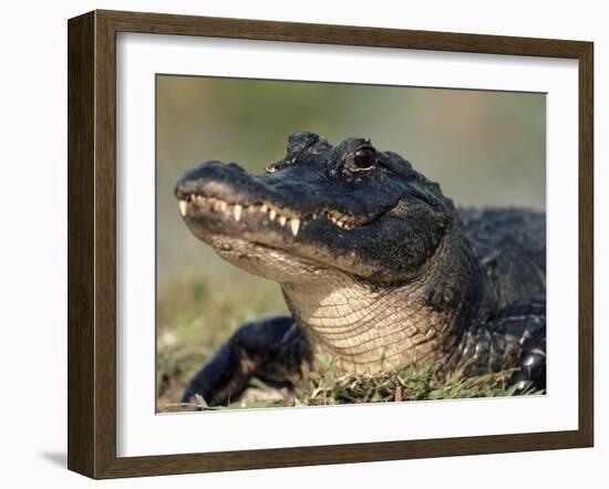 American Alligator Portrait, Florida, USA-Lynn M. Stone-Framed Photographic Print