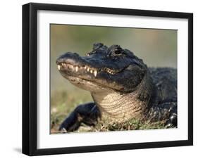 American Alligator Portrait, Florida, USA-Lynn M. Stone-Framed Photographic Print