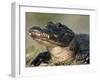 American Alligator Portrait, Florida, USA-Lynn M. Stone-Framed Photographic Print