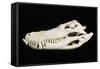 American Alligator Skull Florida-null-Framed Stretched Canvas