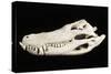 American Alligator Skull Florida-null-Stretched Canvas