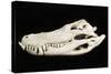 American Alligator Skull Florida-null-Stretched Canvas