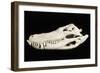 American Alligator Skull Florida-null-Framed Photographic Print