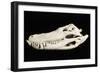 American Alligator Skull Florida-null-Framed Photographic Print