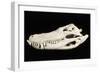 American Alligator Skull Florida-null-Framed Photographic Print