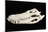 American Alligator Skull Florida-null-Mounted Photographic Print