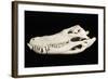 American Alligator Skull Florida-null-Framed Photographic Print