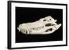 American Alligator Skull Florida-null-Framed Photographic Print