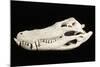 American Alligator Skull Florida-null-Mounted Photographic Print