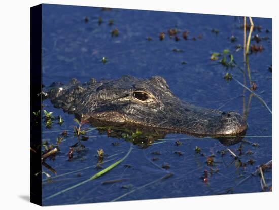 American Alligator, South Florida, United States of America, North America-Rainford Roy-Stretched Canvas