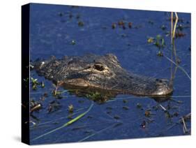 American Alligator, South Florida, United States of America, North America-Rainford Roy-Stretched Canvas