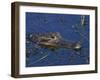 American Alligator, South Florida, United States of America, North America-Rainford Roy-Framed Photographic Print