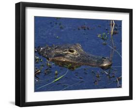 American Alligator, South Florida, United States of America, North America-Rainford Roy-Framed Photographic Print