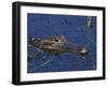 American Alligator, South Florida, United States of America, North America-Rainford Roy-Framed Photographic Print