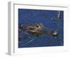 American Alligator, South Florida, United States of America, North America-Rainford Roy-Framed Photographic Print