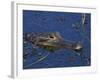 American Alligator, South Florida, United States of America, North America-Rainford Roy-Framed Photographic Print