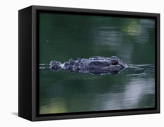 American Alligator Submerged, Sanibel Is, Florida, USA-Rolf Nussbaumer-Framed Stretched Canvas