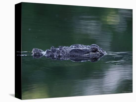 American Alligator Submerged, Sanibel Is, Florida, USA-Rolf Nussbaumer-Stretched Canvas