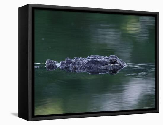 American Alligator Submerged, Sanibel Is, Florida, USA-Rolf Nussbaumer-Framed Stretched Canvas