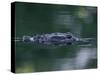 American Alligator Submerged, Sanibel Is, Florida, USA-Rolf Nussbaumer-Stretched Canvas