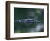 American Alligator Submerged, Sanibel Is, Florida, USA-Rolf Nussbaumer-Framed Premium Photographic Print