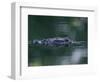 American Alligator Submerged, Sanibel Is, Florida, USA-Rolf Nussbaumer-Framed Premium Photographic Print