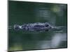 American Alligator Submerged, Sanibel Is, Florida, USA-Rolf Nussbaumer-Mounted Premium Photographic Print