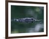 American Alligator Submerged, Sanibel Is, Florida, USA-Rolf Nussbaumer-Framed Photographic Print