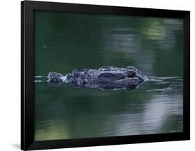 American Alligator Submerged, Sanibel Is, Florida, USA-Rolf Nussbaumer-Framed Photographic Print