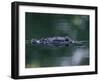 American Alligator Submerged, Sanibel Is, Florida, USA-Rolf Nussbaumer-Framed Photographic Print