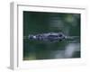 American Alligator Submerged, Sanibel Is, Florida, USA-Rolf Nussbaumer-Framed Photographic Print