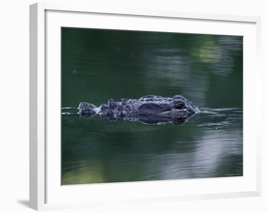 American Alligator Submerged, Sanibel Is, Florida, USA-Rolf Nussbaumer-Framed Photographic Print