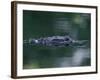 American Alligator Submerged, Sanibel Is, Florida, USA-Rolf Nussbaumer-Framed Photographic Print
