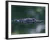 American Alligator Submerged, Sanibel Is, Florida, USA-Rolf Nussbaumer-Framed Photographic Print