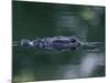 American Alligator Submerged, Sanibel Is, Florida, USA-Rolf Nussbaumer-Mounted Photographic Print