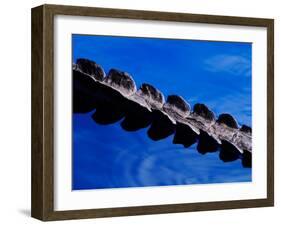 American Alligator Tail Details, Everglades National Park, Florida, USA-Adam Jones-Framed Premium Photographic Print