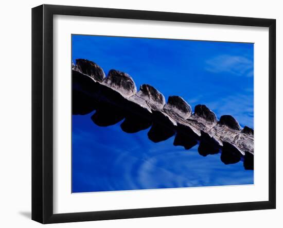 American Alligator Tail Details, Everglades National Park, Florida, USA-Adam Jones-Framed Premium Photographic Print