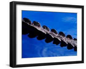 American Alligator Tail Details, Everglades National Park, Florida, USA-Adam Jones-Framed Premium Photographic Print