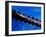 American Alligator Tail Details, Everglades National Park, Florida, USA-Adam Jones-Framed Premium Photographic Print