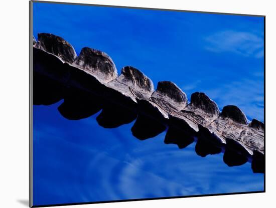 American Alligator Tail Details, Everglades National Park, Florida, USA-Adam Jones-Mounted Premium Photographic Print