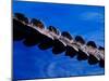 American Alligator Tail Details, Everglades National Park, Florida, USA-Adam Jones-Mounted Premium Photographic Print