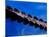 American Alligator Tail Details, Everglades National Park, Florida, USA-Adam Jones-Mounted Photographic Print