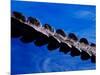 American Alligator Tail Details, Everglades National Park, Florida, USA-Adam Jones-Mounted Photographic Print