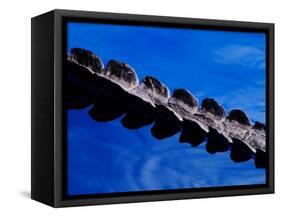 American Alligator Tail Details, Everglades National Park, Florida, USA-Adam Jones-Framed Stretched Canvas