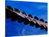 American Alligator Tail Details, Everglades National Park, Florida, USA-Adam Jones-Stretched Canvas